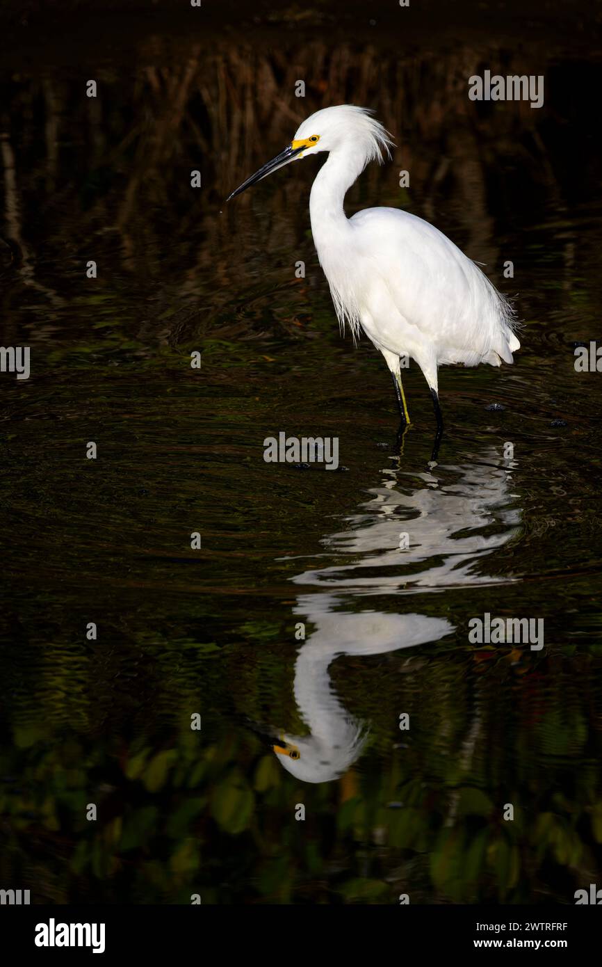 Egretta innevata (Egretta thula) con piumaggio che si trova nella palude di mangrovie con riflesso, rifugio faunistico dell'isola di Merrit, Florida, Stati Uniti. Foto Stock