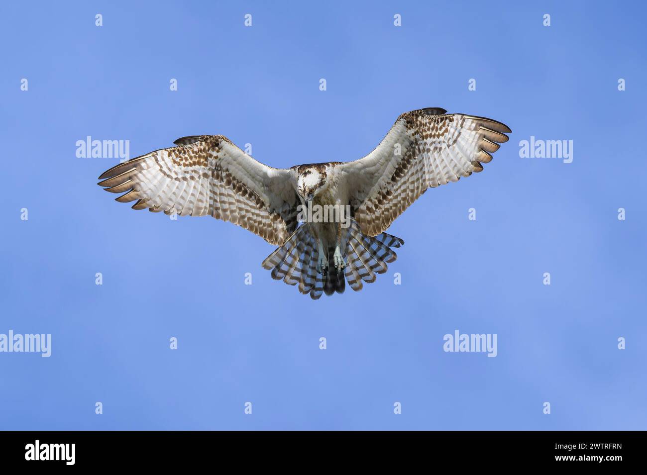 Osprey (Pandion haliaetus) che si libra per pescare con il cielo azzurro, lago Apopka, Florida, Stati Uniti. Foto Stock