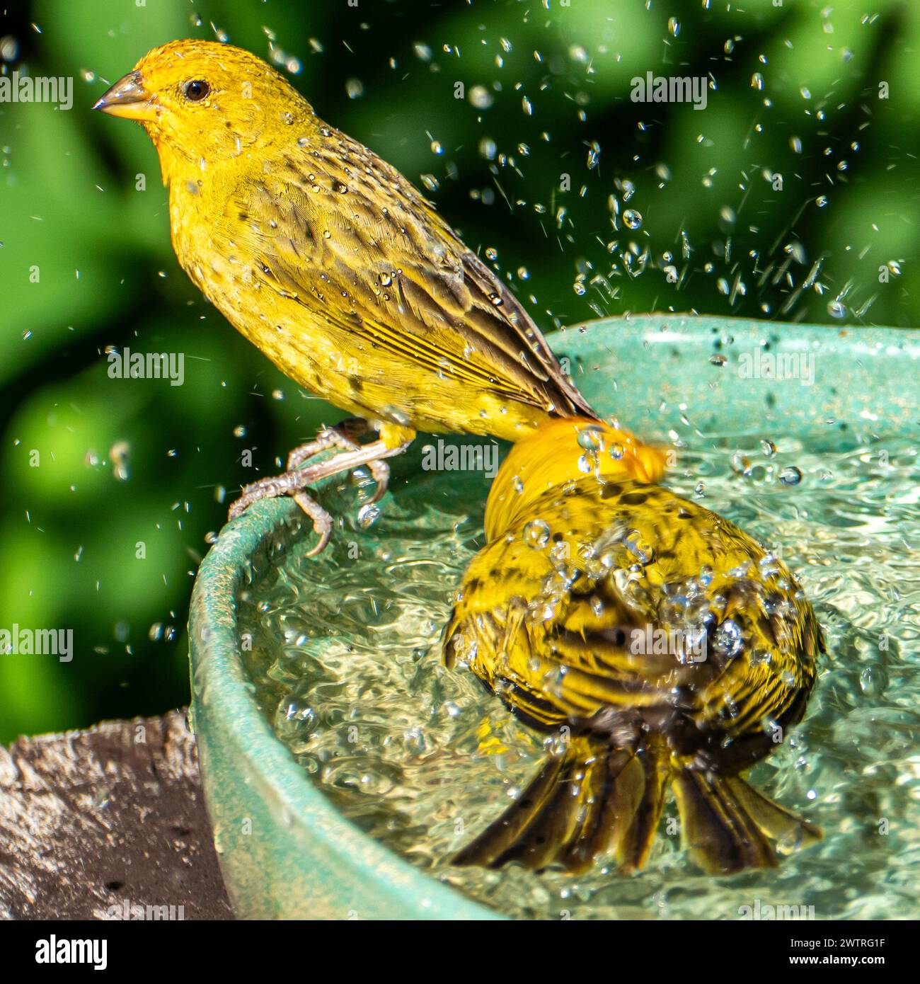 Atlantic Canary, un piccolo uccello selvatico brasiliano. Il giallo canarino Crithagra flaviventris è un piccolo uccello passerino della famiglia delle fringuine. Foto Stock