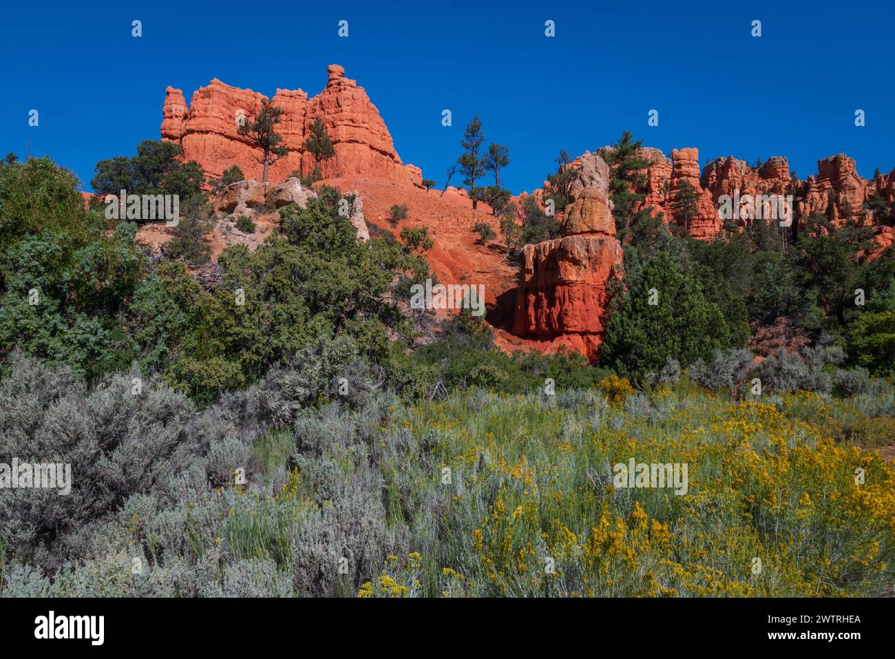 Vista panoramica lungo la Scenic Byway 12, Red Rock Canyon, Dixie National Forest, Utah, Stati Uniti. Foto Stock