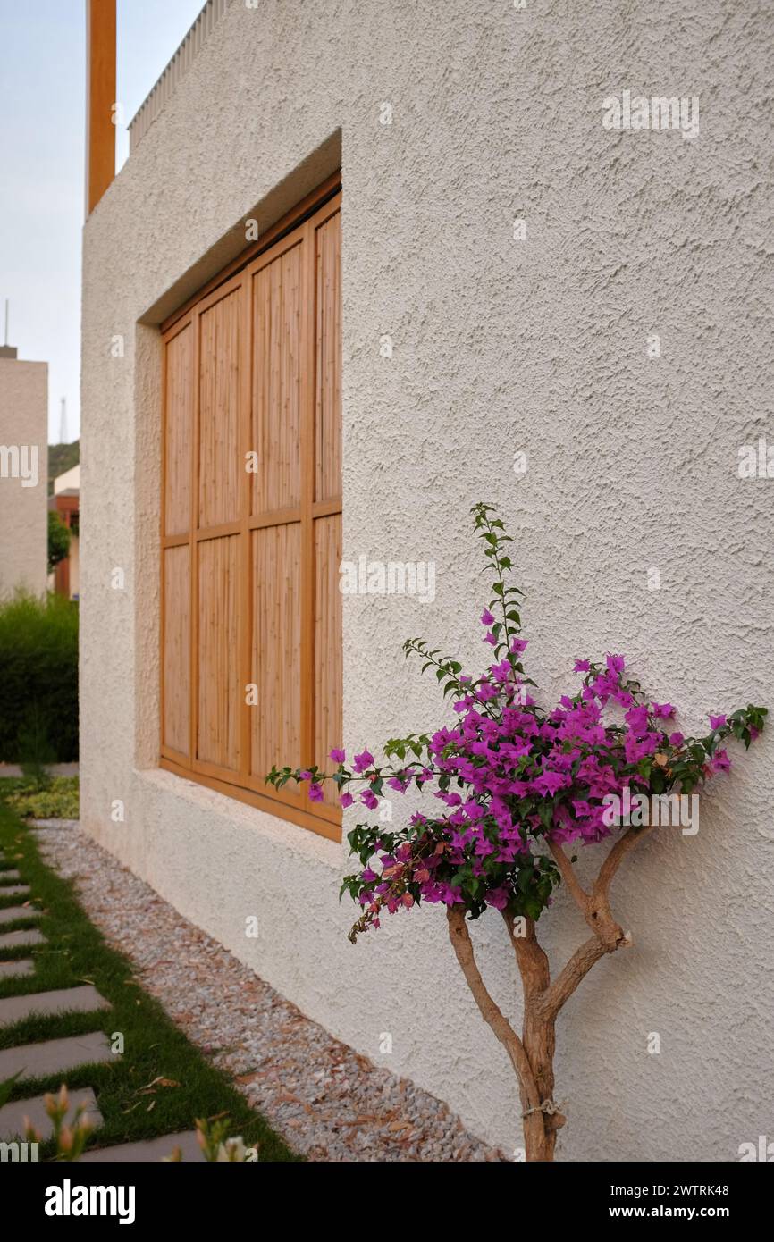 Pianta collocata su un set di finestre in legno da esterno. La pianta ha fiori viola ed è appoggiata contro la parete di cemento. Bodrum, Turchia Foto Stock