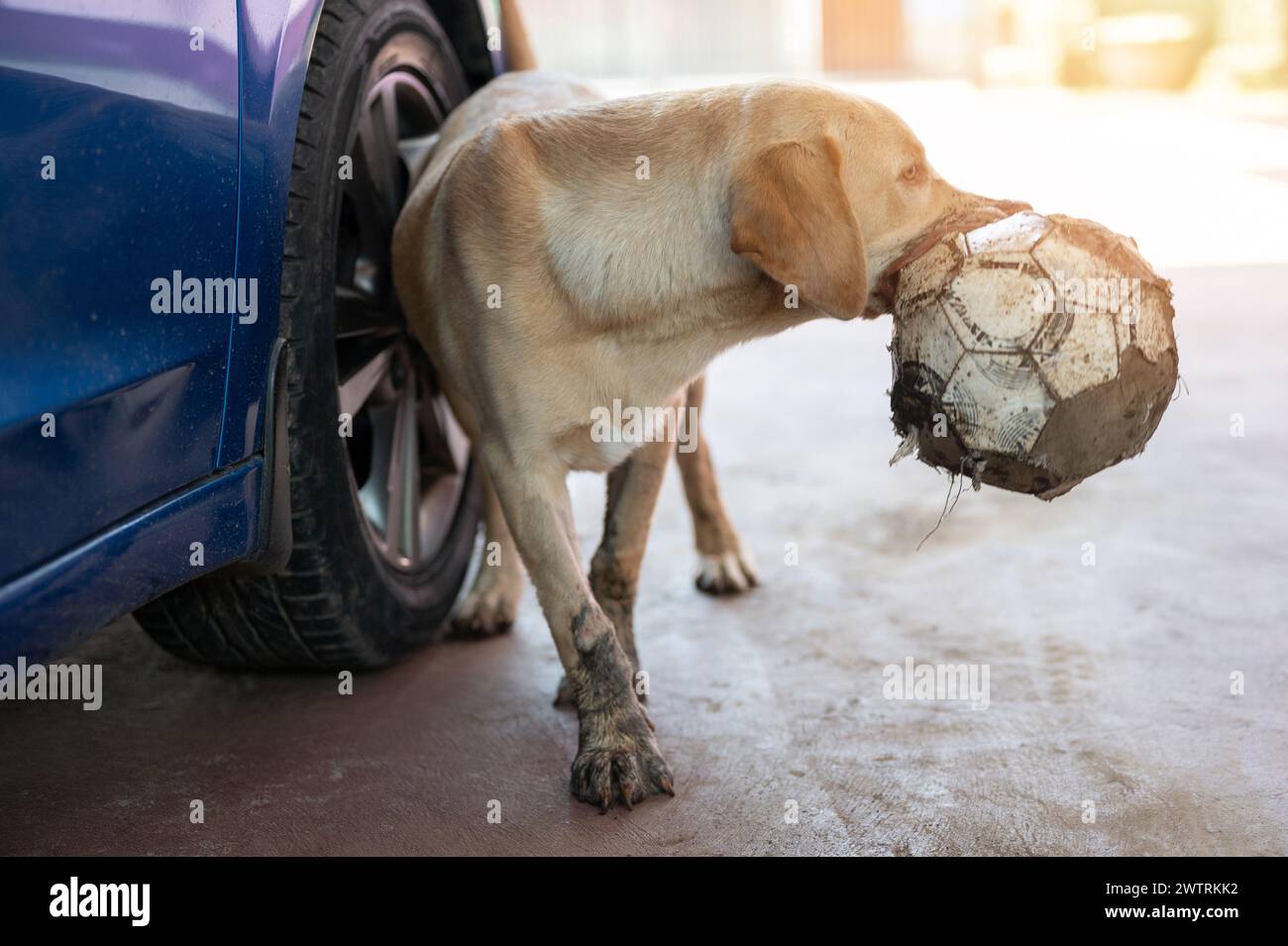 Il cane Labrador vuole giocare con la palla in casa Foto Stock