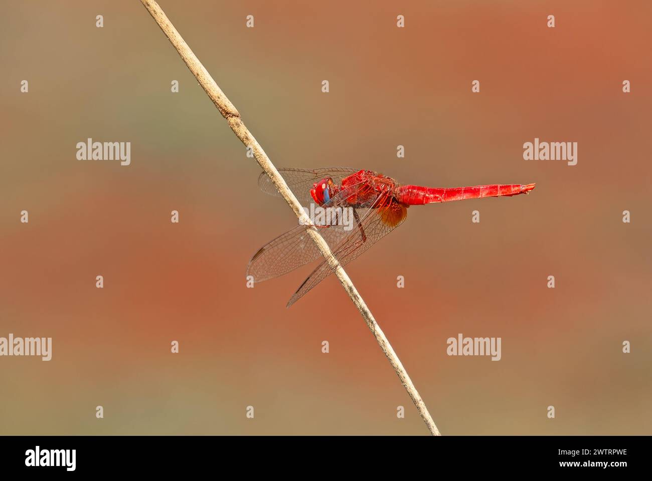 Dragonfly rossa. Scarlet darter Dragonfly. Crocothemis erythraea. Foto Stock