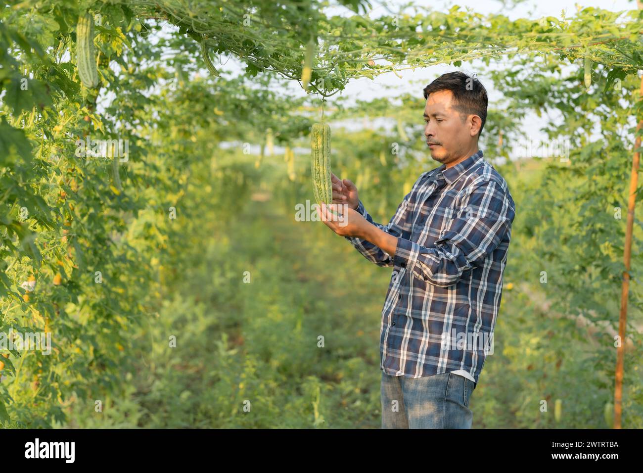 Responsabile della ricerca agricola, uomo asiatico al gourd amaro o alla crescita di melone amaro sull'albero in un'azienda agricola biologica Foto Stock