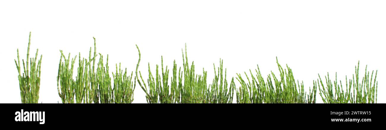 striscioni verdi di salicornia europaea isolati, tolleranti al sale (queller, zeekraal, zaffiro paludoso, fagioli di mare, verde di samphire, asparagi di mare Foto Stock