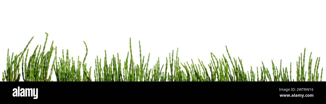 striscioni verdi di salicornia europaea isolati, tolleranti al sale (queller, zeekraal, zaffiro paludoso, fagioli di mare, verde di samphire, asparagi di mare Foto Stock