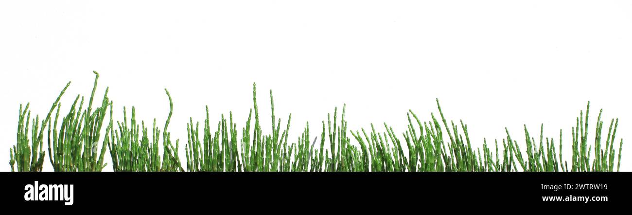 striscioni verdi di salicornia europaea isolati, tolleranti al sale (queller, zeekraal, zaffiro paludoso, fagioli di mare, verde di samphire, asparagi di mare Foto Stock