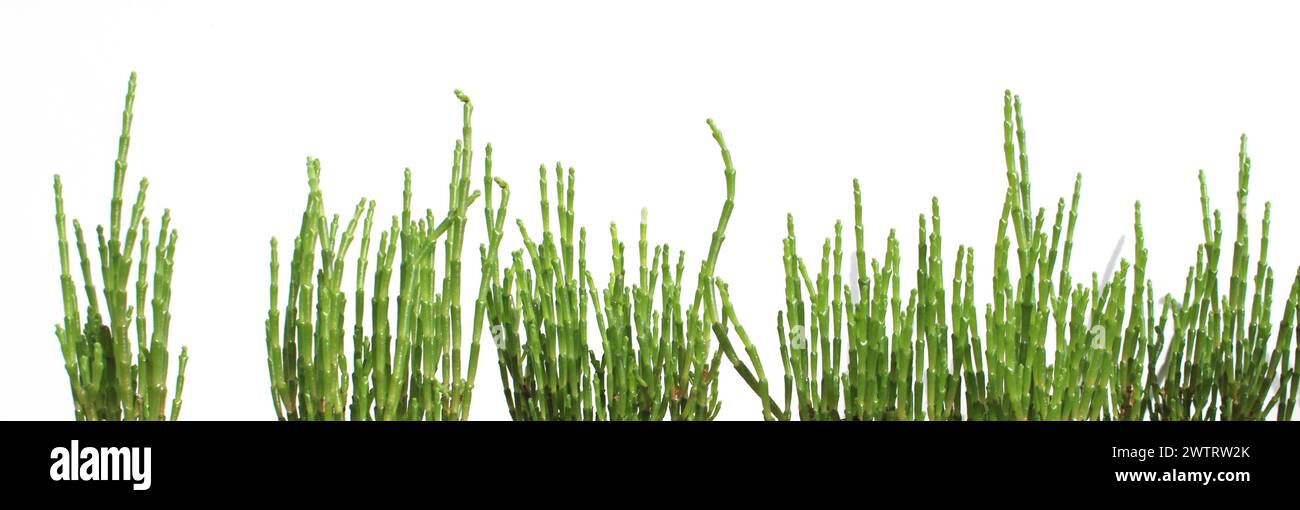 striscioni verdi di salicornia europaea isolati, tolleranti al sale (queller, zeekraal, zaffiro paludoso, fagioli di mare, verde di samphire, asparagi di mare Foto Stock