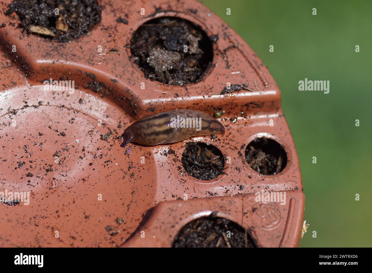 Parte inferiore di una pentola di plastica con un giovane lupo della serra (Ambigolimax valentianus), lumache di famiglia (Limacidae). Primavera, marzo. Garde olandese Foto Stock