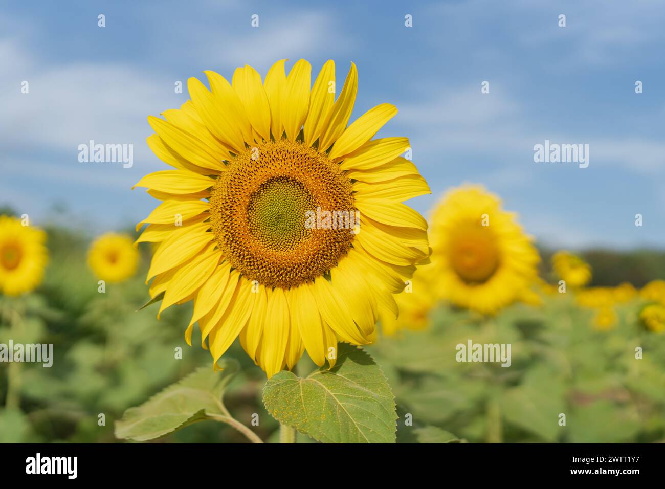 Bel girasole in un campo la mattina Foto Stock