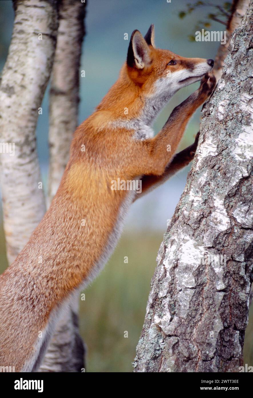 Red Fox (Vulpes vulpes) animale semi-abituato che indaga sull'albero di betulla, Loch Lommond e Trossachs National Park, Scozia, settembre 1999 Foto Stock
