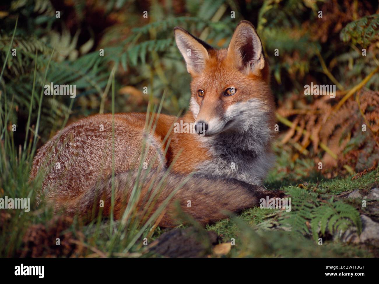 Red Fox (Vulpes vulpes) animale semi-abituato disteso a mezzogiorno, Loch Lommond e Trossachs National Park, Stirlingshire, Scozia, settembre 1999 Foto Stock
