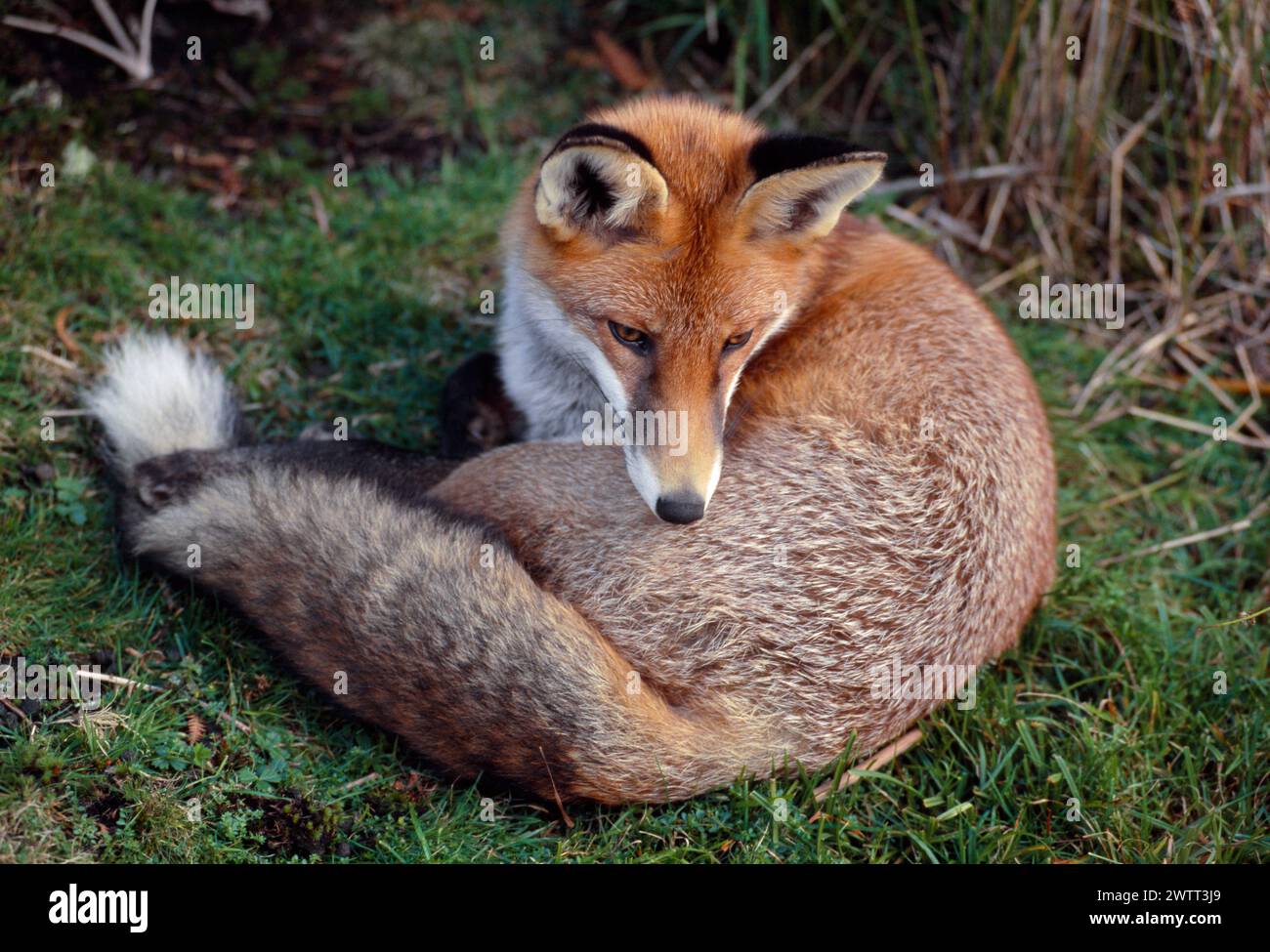 Red Fox (Vulpes vulpes) animale semi-abituato disteso a mezzogiorno, Loch Lommond e Trossachs National Park, Stirlingshire, Scozia, settembre 1999 Foto Stock