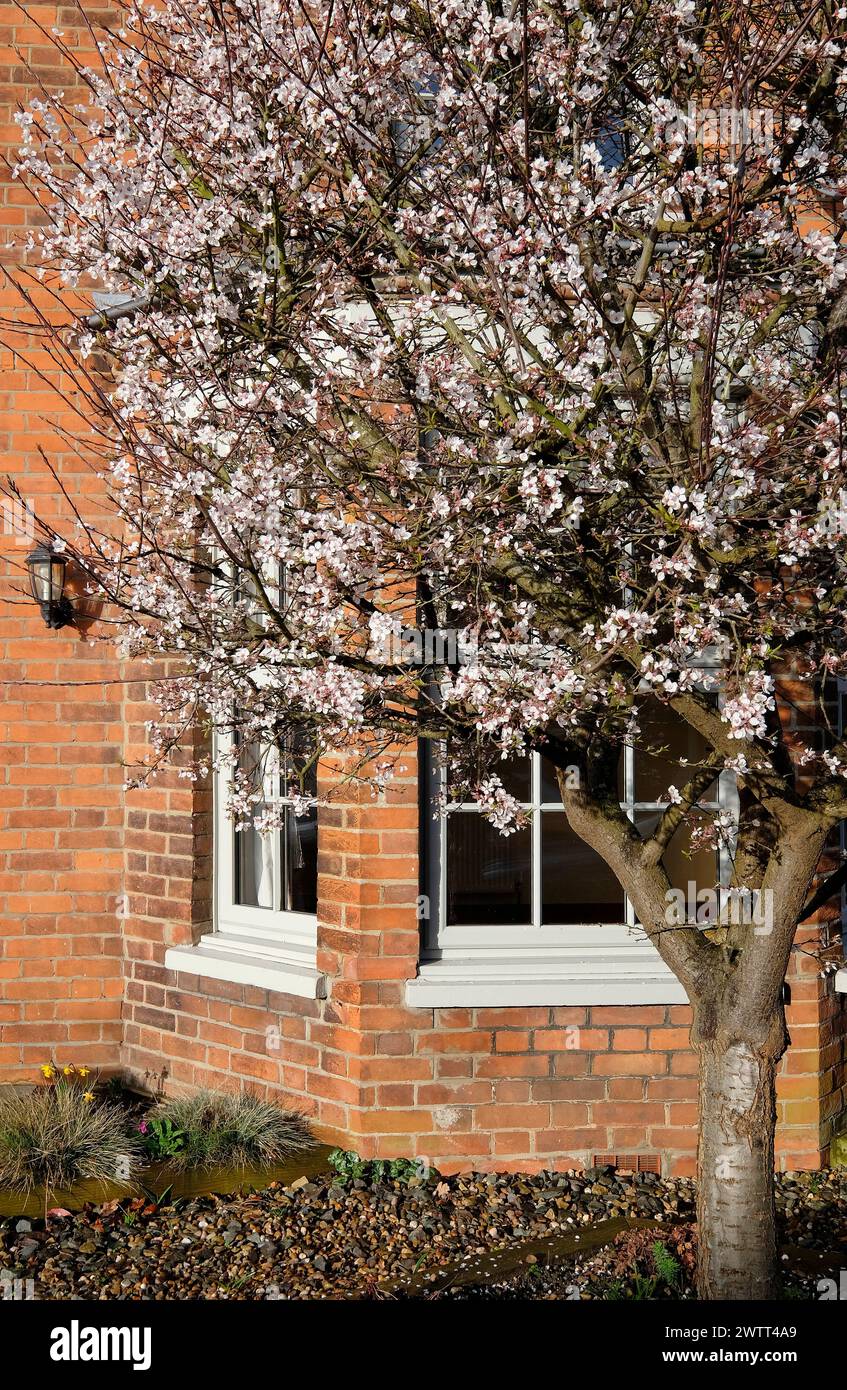 ciliegio ornamentale fiorito nel giardino di casa, norfolk, inghilterra Foto Stock