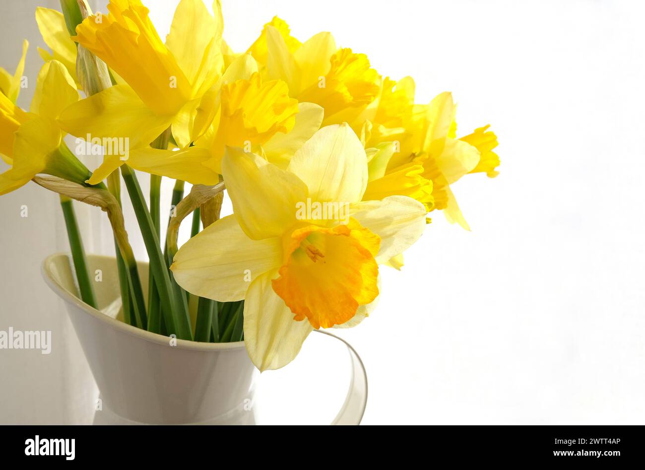fiori di narcidio gialli in vaso di caraffa in metallo Foto Stock