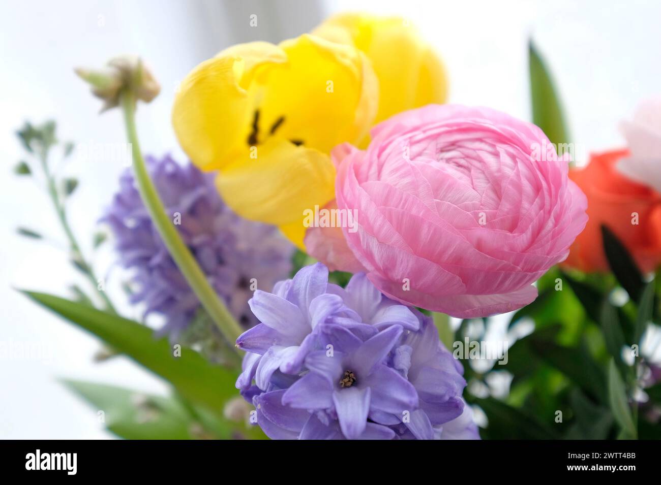 display a fiori retroilluminato in vaso e sfondo bianco Foto Stock