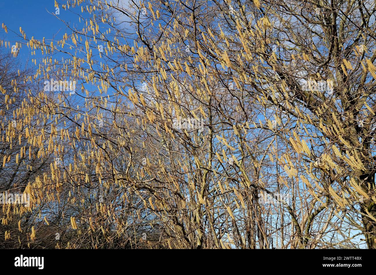 hazel, catkins, norfolk, inghilterra Foto Stock