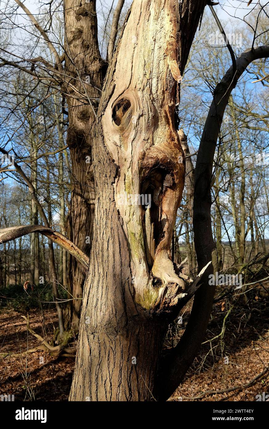 faccia a bocca aperta sul tronco dell'albero nel bosco, norfolk, inghilterra Foto Stock
