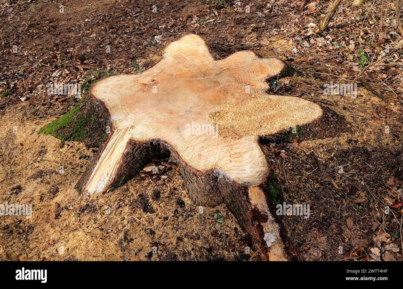 forma di tronco di alberi abbattuti in un ambiente boschivo Foto Stock