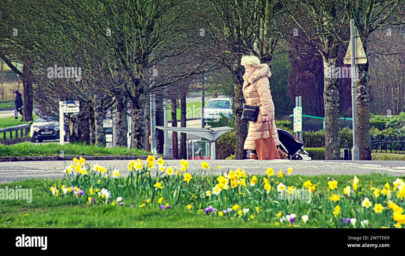 Glasgow, Scozia, Regno Unito. 19 marzo 2024: Regno Unito Meteo: Il clima primaverile in città ha visto narcisi sul versante erboso della A82 sulla grande strada occidentale il percorso per loch Lomond e gli altopiani occidentali. Credit Gerard Ferry/Alamy Live News Foto Stock