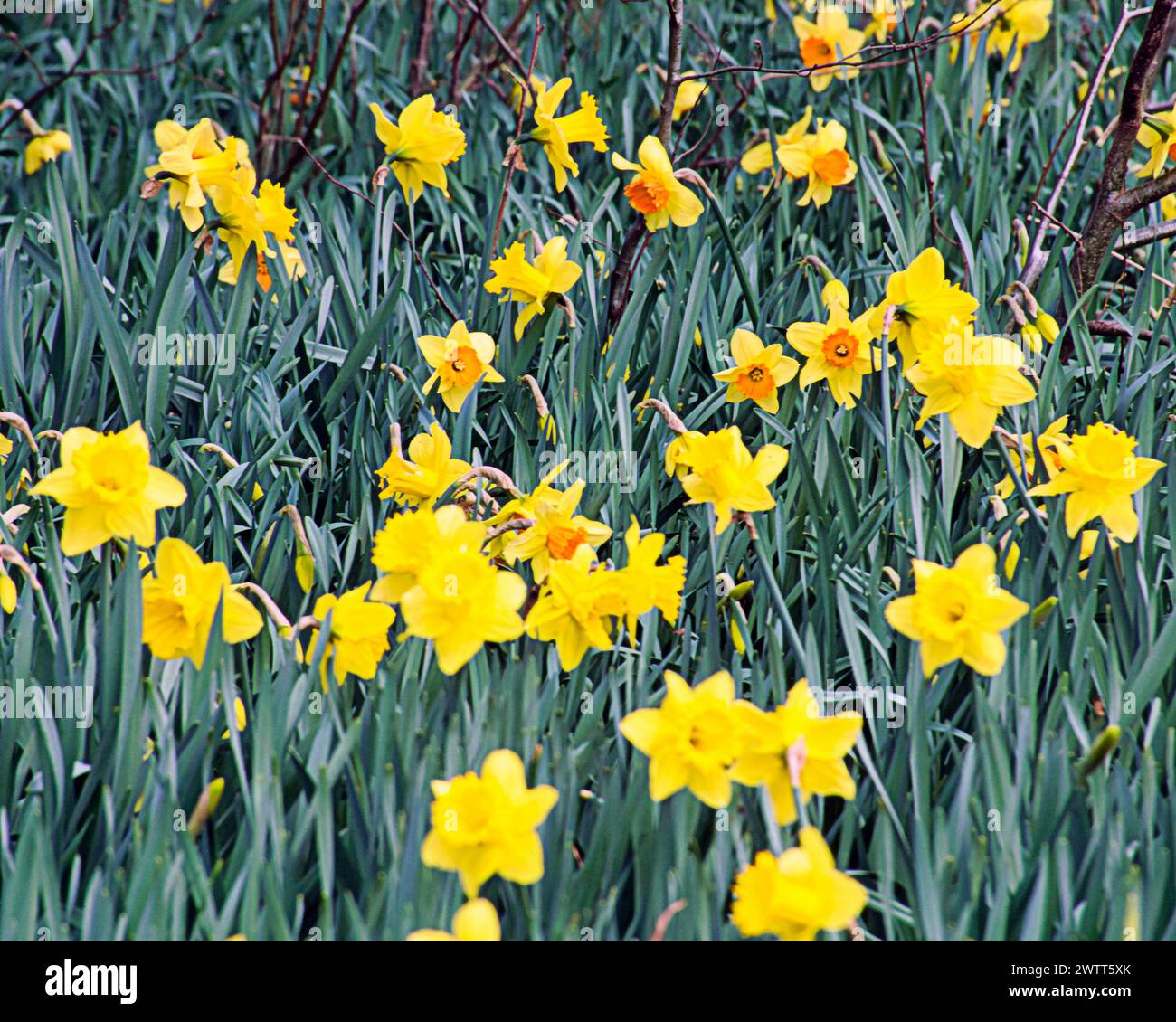 Glasgow, Scozia, Regno Unito. 19 marzo 2024: Regno Unito Meteo: Il clima primaverile in città ha visto narcisi sul versante erboso della A82 sulla grande strada occidentale il percorso per loch Lomond e gli altopiani occidentali. Credit Gerard Ferry/Alamy Live News Foto Stock