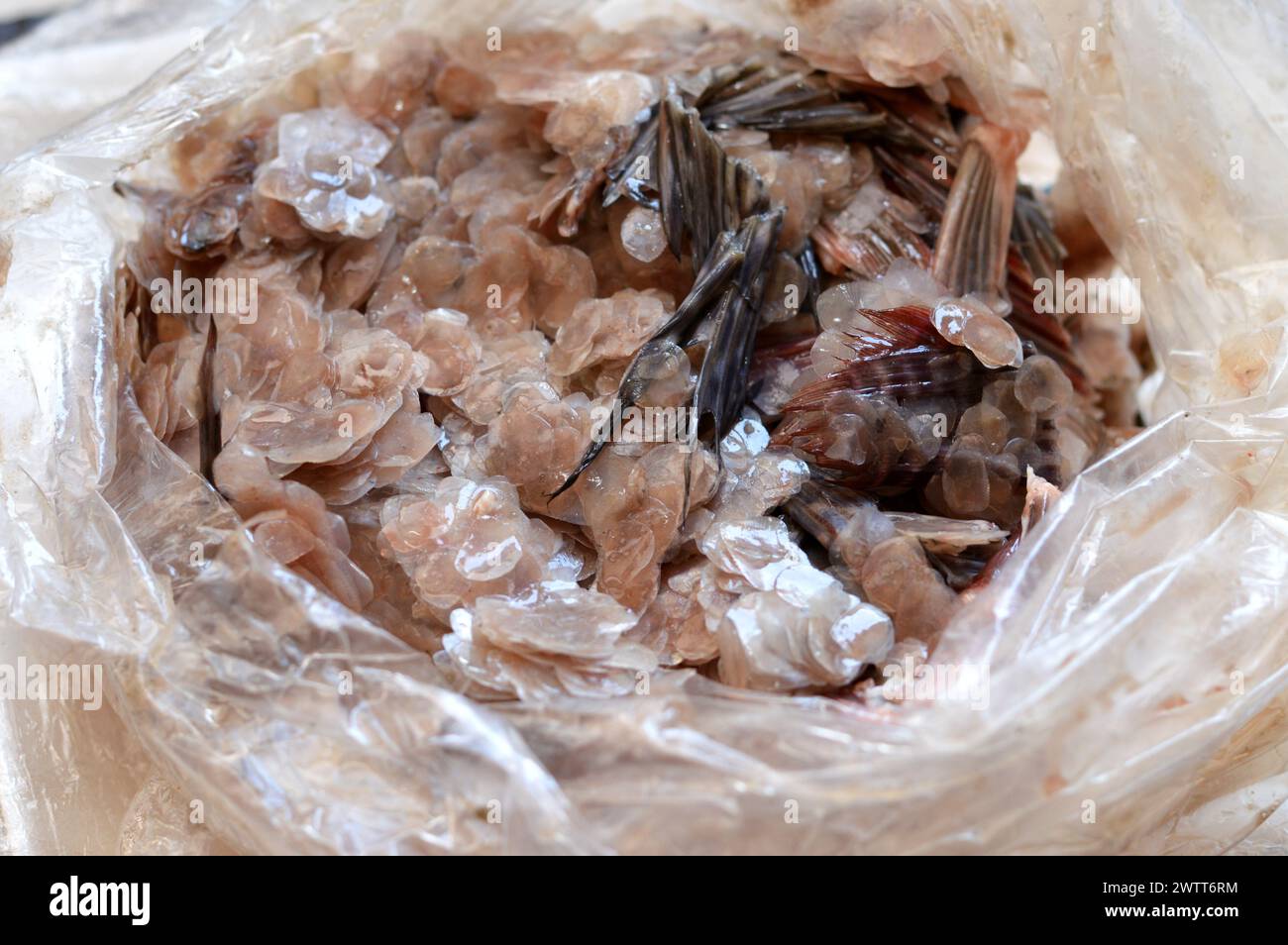 scaglie di pesce dopo essere state rimosse durante il processo di pulizia, una scaglie di pesce è una piccola piastra rigida che cresce dalla pelle di un pesce, la pelle della maggior parte dei fi mascellari Foto Stock