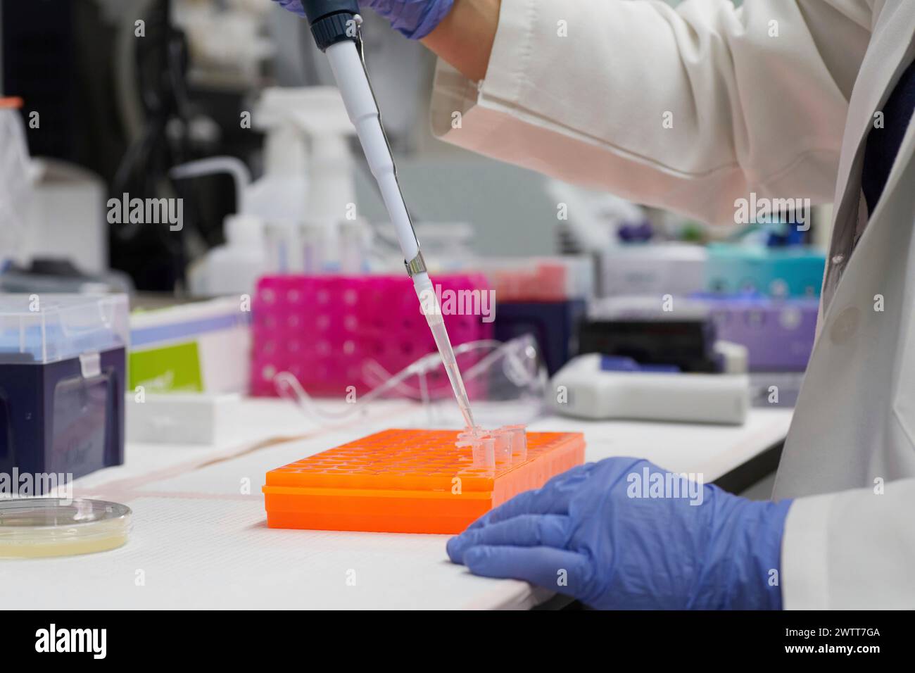 Attraente scienziata che esegue test con sangue e peppet in provetta per risultati dna Foto Stock