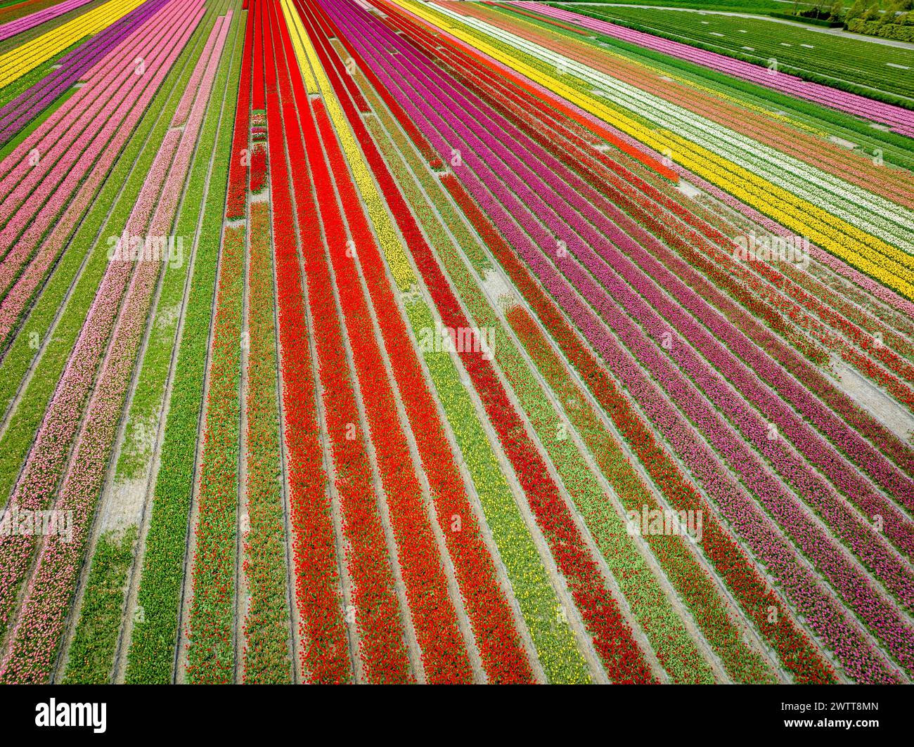 Un vivace arazzo di campi di tulipani in piena fioritura Foto Stock