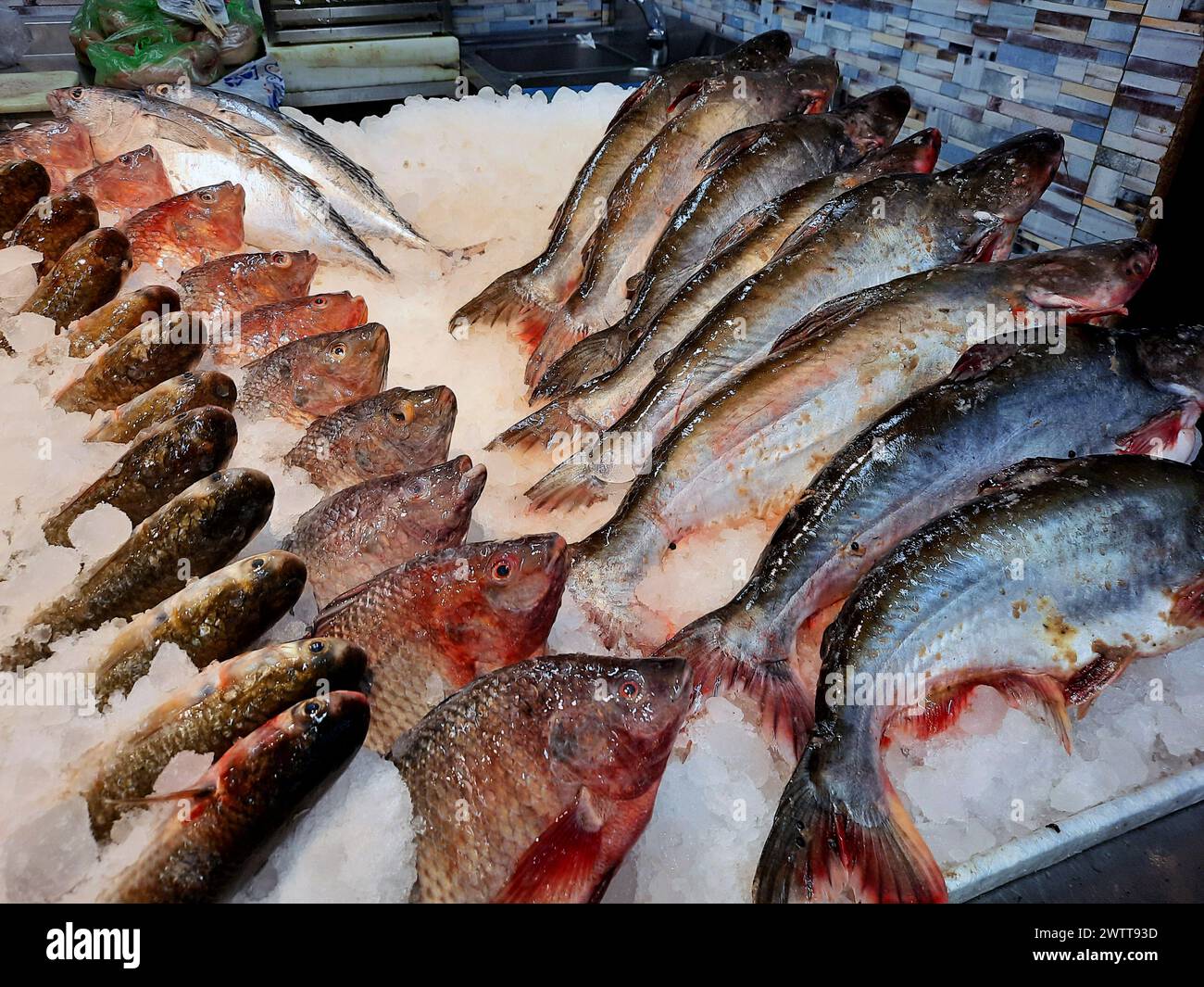 Tilapia e sgombri fondo su ghiaccio, Tilapia il nome comune di quasi un centinaio di specie di ciclidi provenienti dalla coelotilapina, coptodonina, Foto Stock