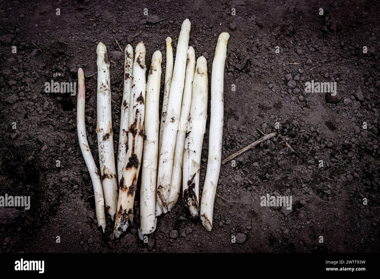 Asparagi bianchi appena raccolti su terreno scuro Foto Stock