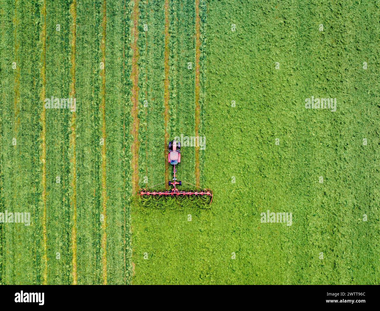 Contadino nel suo inseguitore che fertilizza il suo campo con le mucche nel campo successivo. Foto Stock