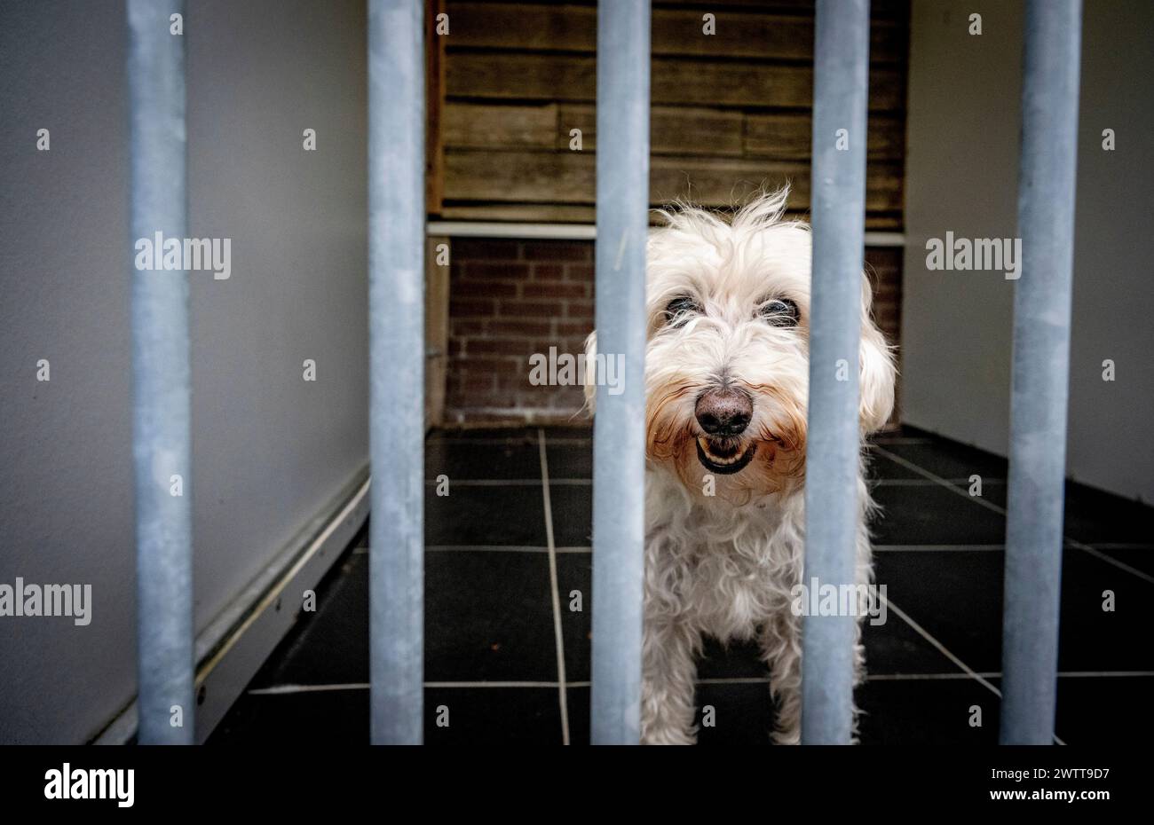 Bel cane in piedi in un canile che guarda attraverso i bar Foto Stock
