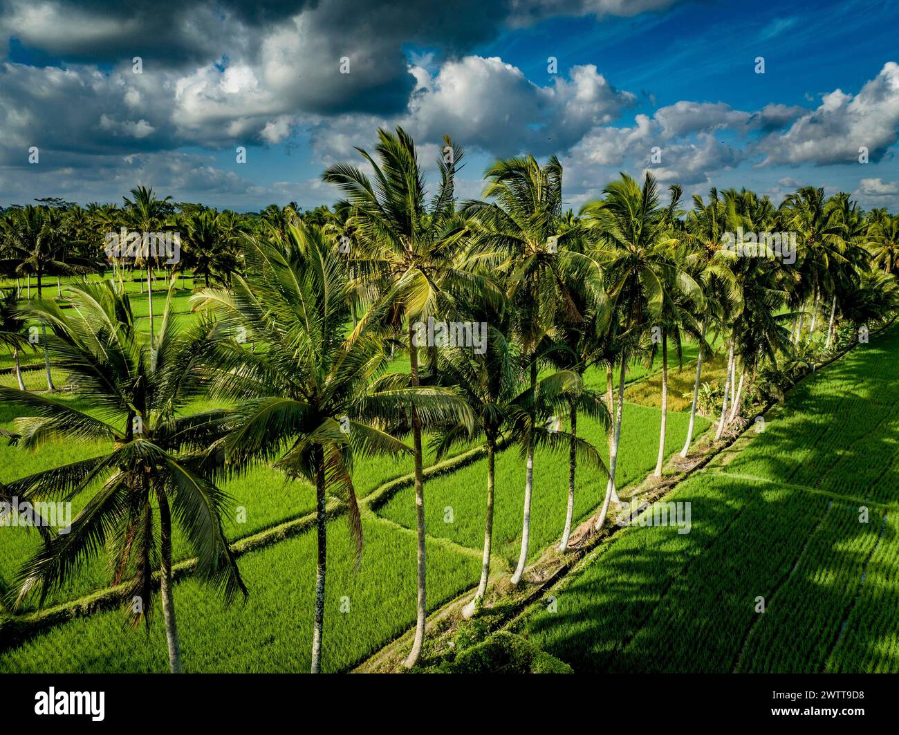 Lussureggianti campi di riso verdi fiancheggiati da torreggianti palme sotto un cielo dinamico Foto Stock