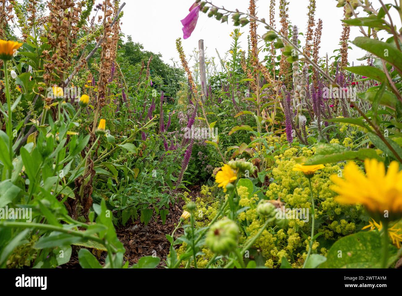 Un lussureggiante percorso giardino circondato da un assortimento di fiori in fiore e piante torreggianti. Foto Stock