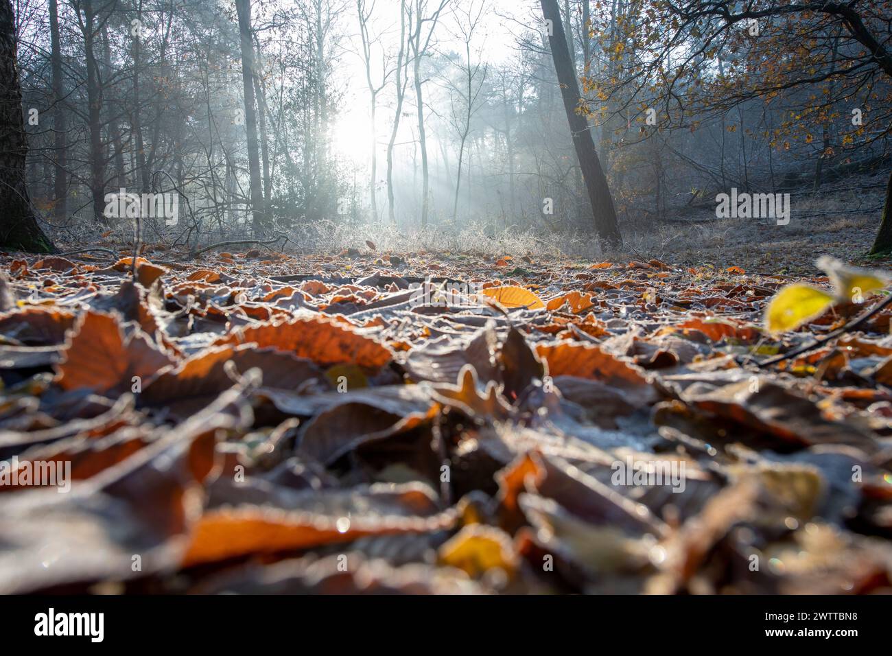 Alba attraverso un terreno nebbioso ricoperto di foglie autunnali Foto Stock