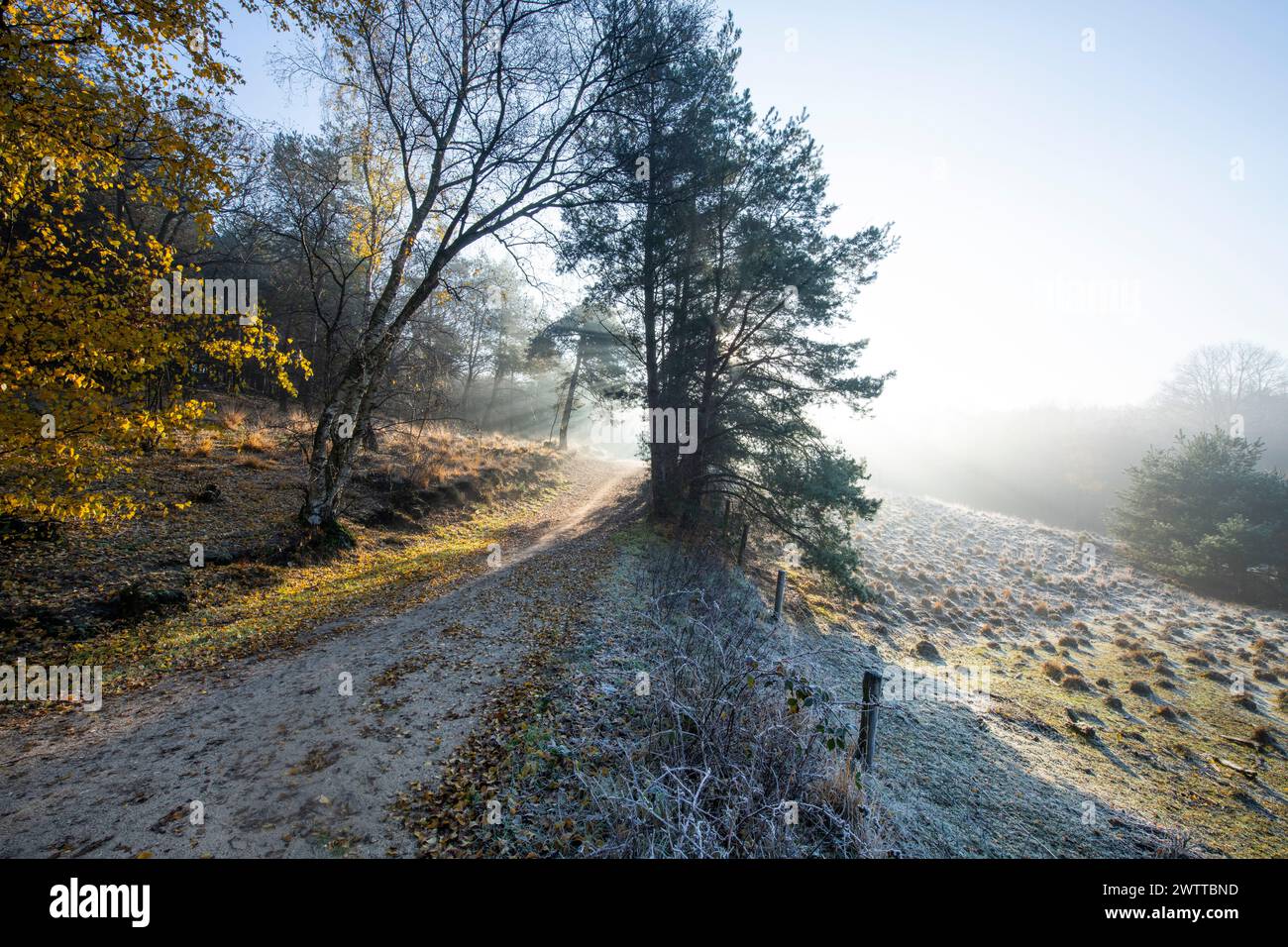 Una tranquilla passeggiata mattutina attraverso un sentiero nella foresta ghiacciata Foto Stock