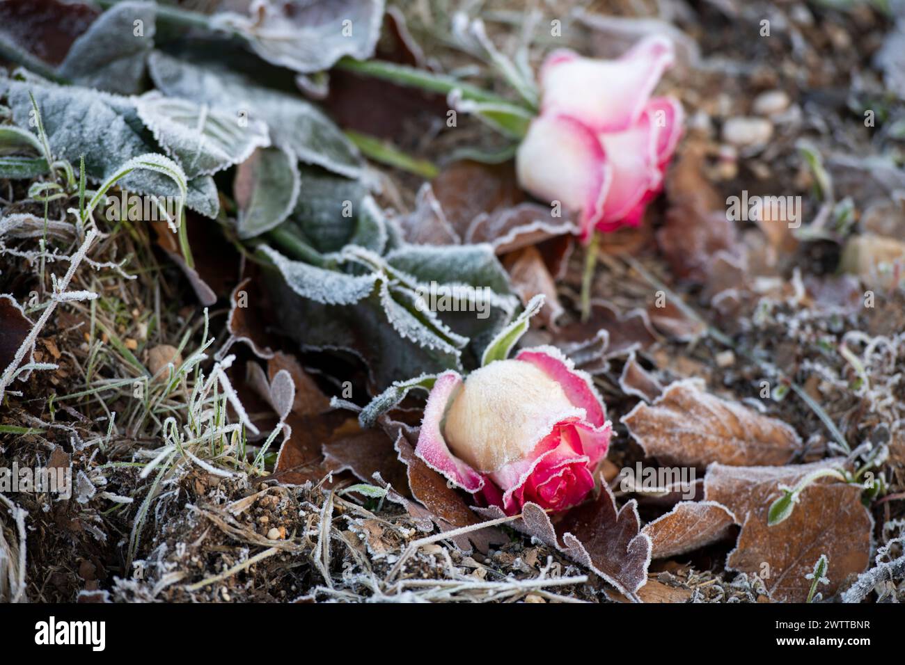 Una mattina ghiacciata porta una delicata bellezza a queste rose, toccate dal freddo dell'alba presto. Foto Stock