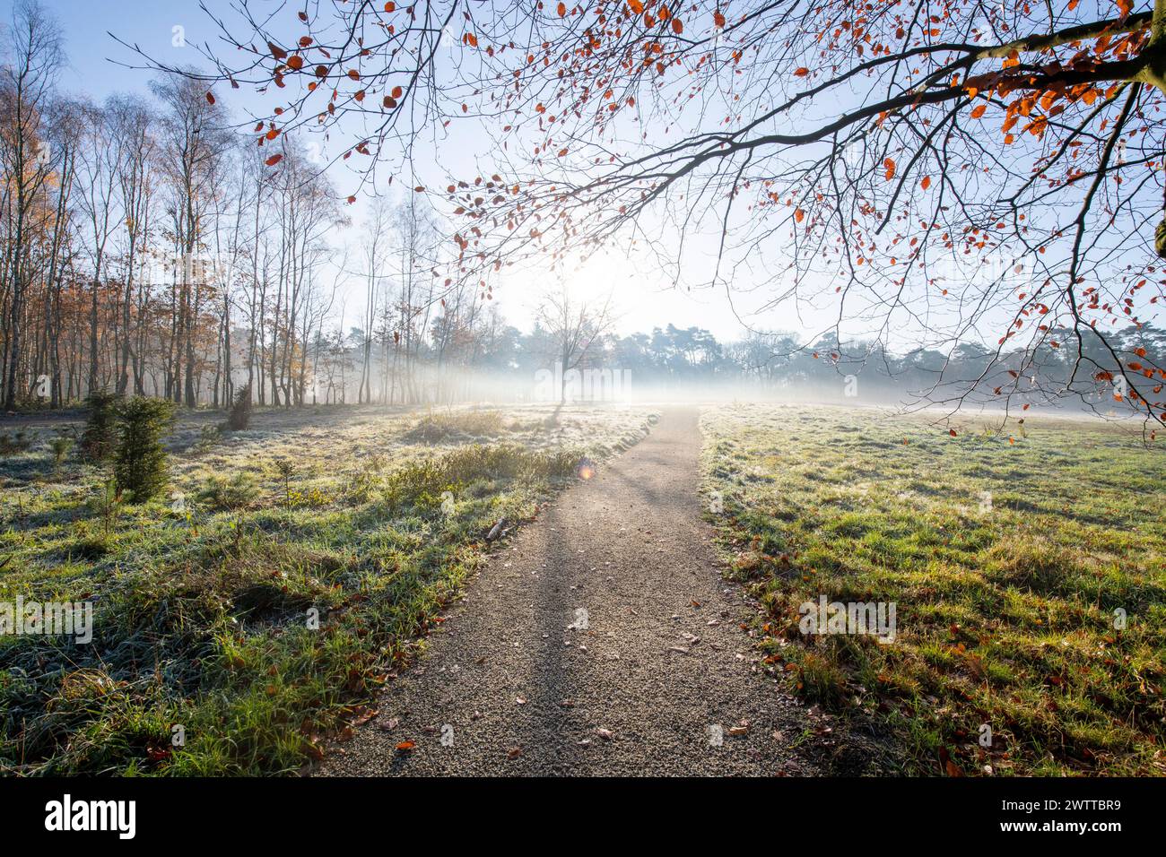 Tranquilla passeggiata mattutina su un sentiero nebbioso attraverso la foresta Foto Stock