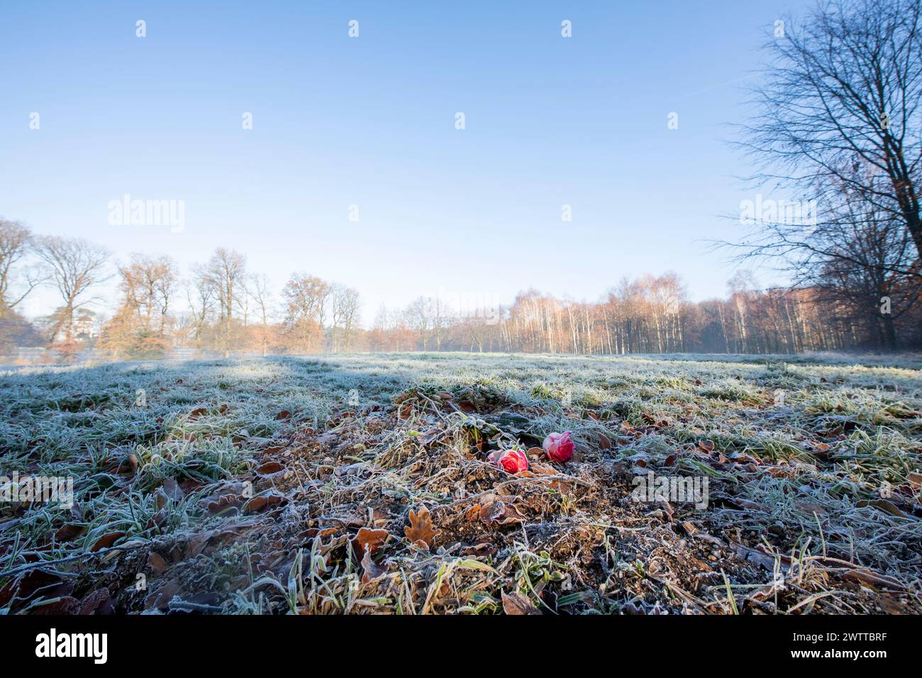 Una mattinata serena e gelida con le mele stese per terra Foto Stock