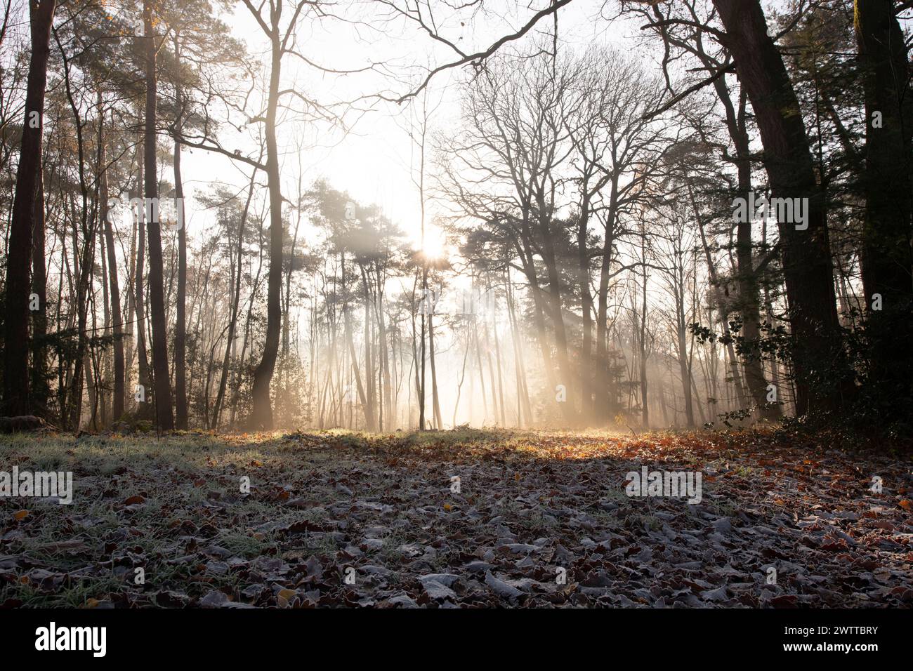 La foresta nebbiosa sorge all'alba con luce dorata che filtra tra gli alberi Foto Stock