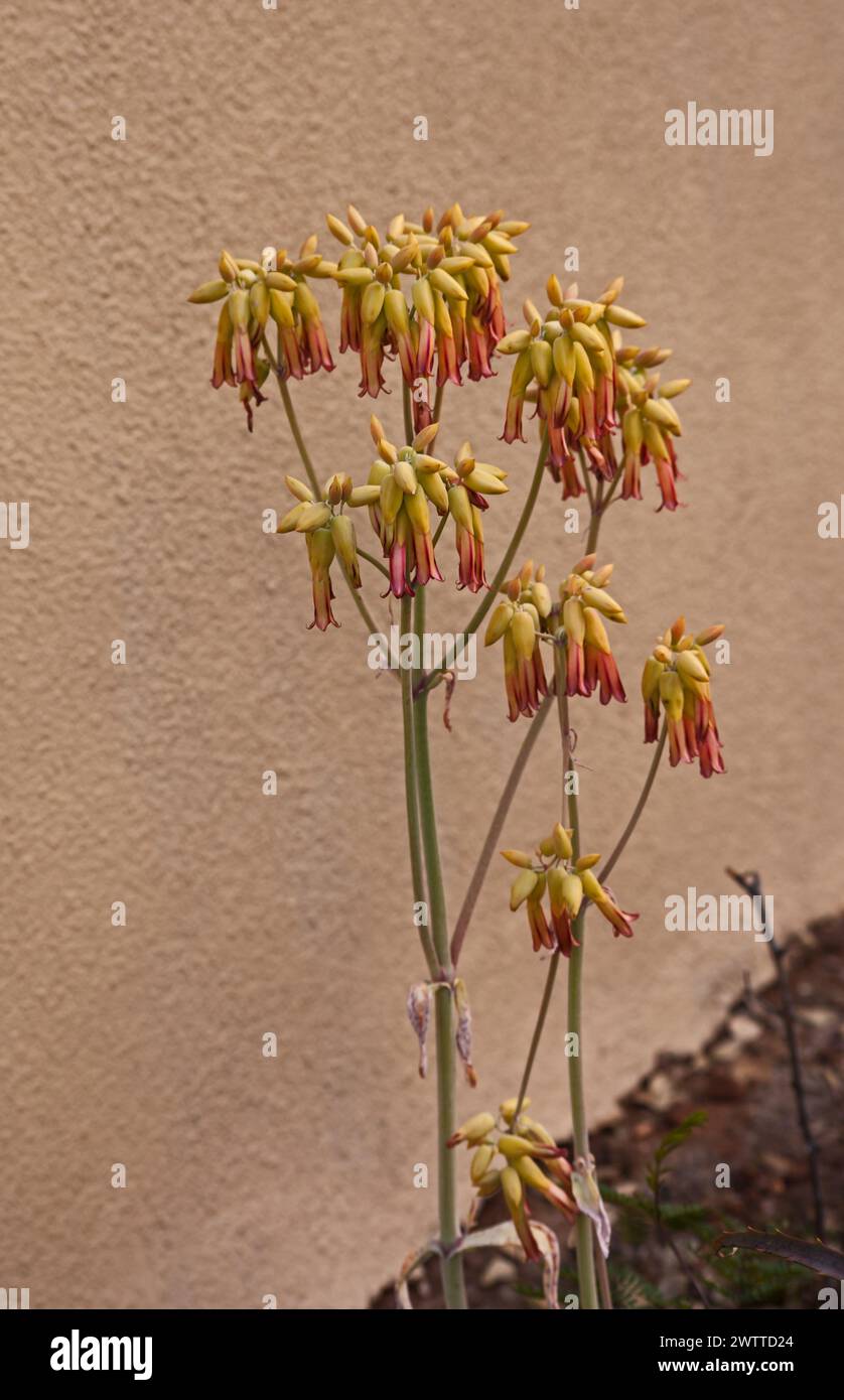 Aloe corallina (Aloe striata) 14584 Foto Stock
