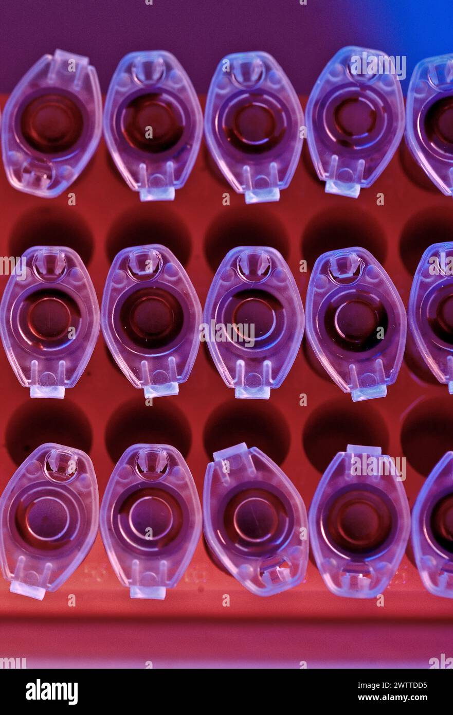 Una tavolozza di vivaci tonalità viola e rosso intenso dominano questo primo piano di piastre da laboratorio a pozzetti. Foto Stock
