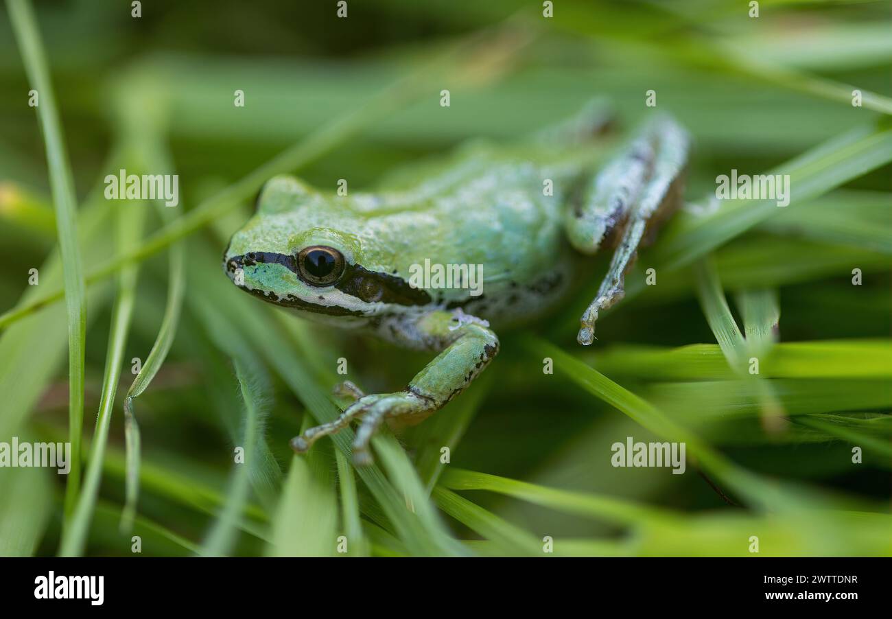 Morph di colore verde Pacific Tree Frog camuffata sull'erba. Joseph D. Grant County Park, Santa Clara County, California. Foto Stock