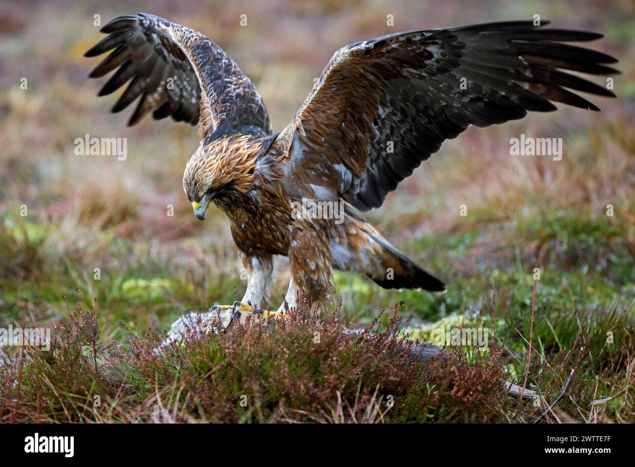 Aquila reale europea (Aquila chrysaetos chrysaetos) atterra con ali spalmate sulla carcassa per nutrirsi nella brughiera in inverno Foto Stock