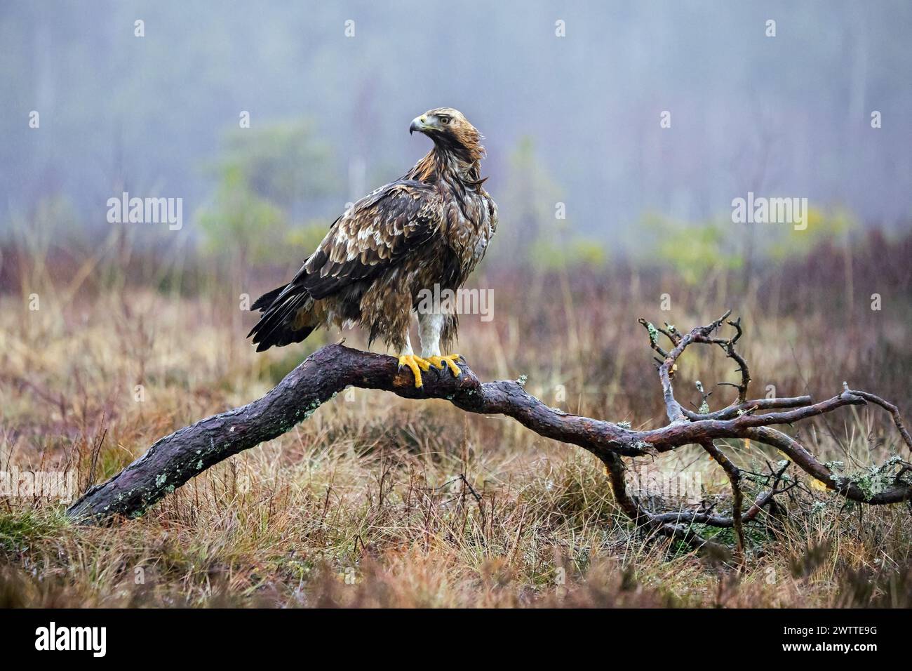 Aquila reale europea (Aquila chrysaetos chrysaetos) arroccata su un ramo nella brughiera / brughiera sotto la pioggia d'inverno Foto Stock