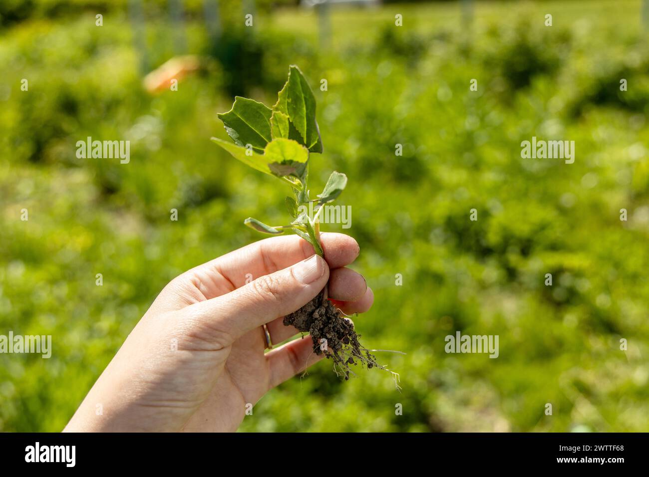 Una mano tiene una giovane pianta di piante infestanti del cigno. Patula Atriplex Foto Stock