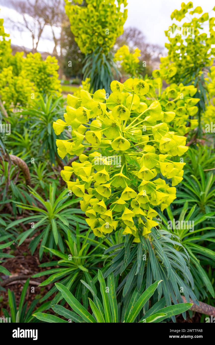 Euphorbia characias, lo spurge mediterraneo o spurge albanese appartiene alla famiglia delle Eupxhorbiaceae. Foto Stock