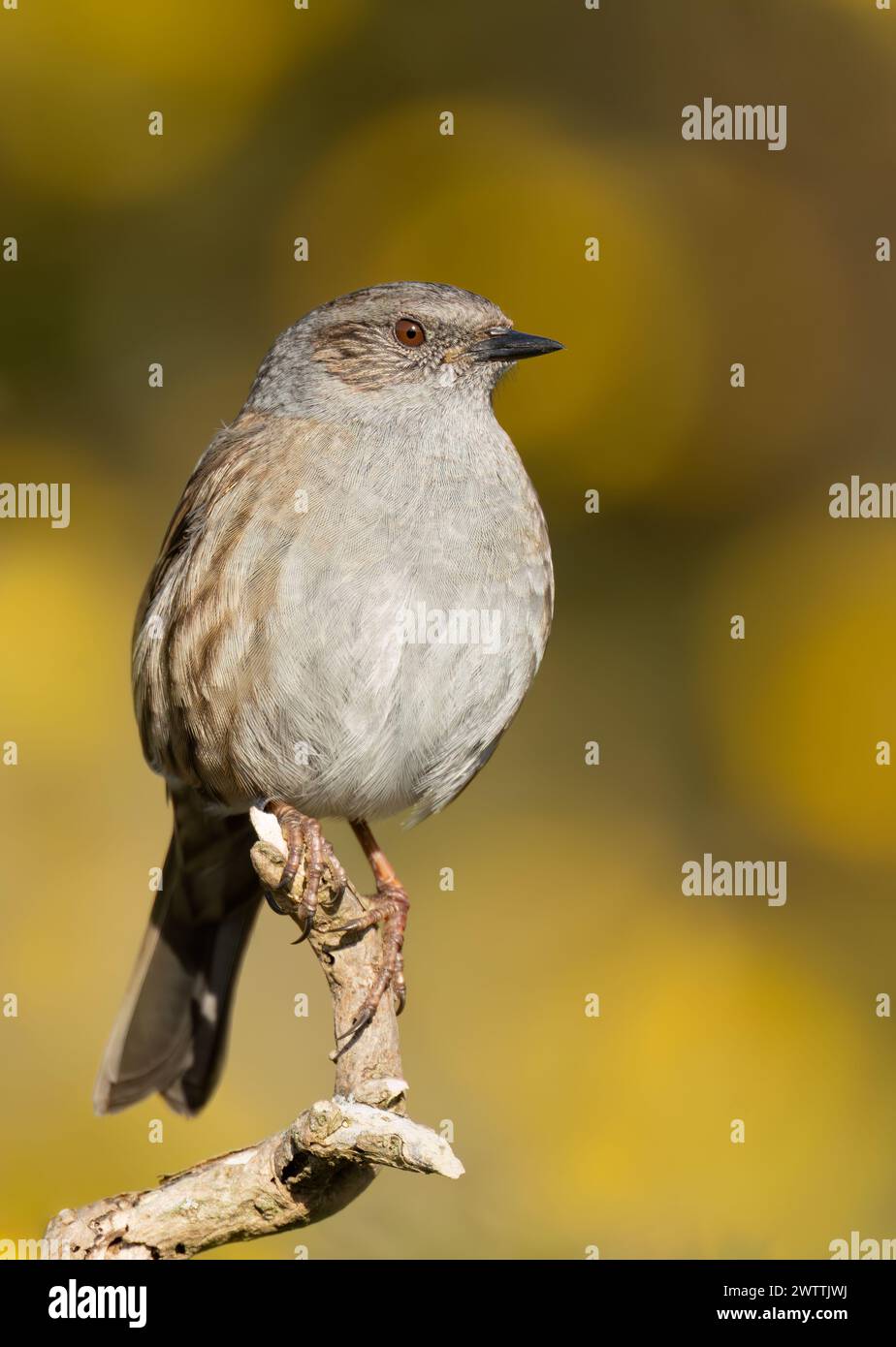 Un Dunnock (Prunella modularis) arroccato nel sole primaverile, Suffolk Foto Stock