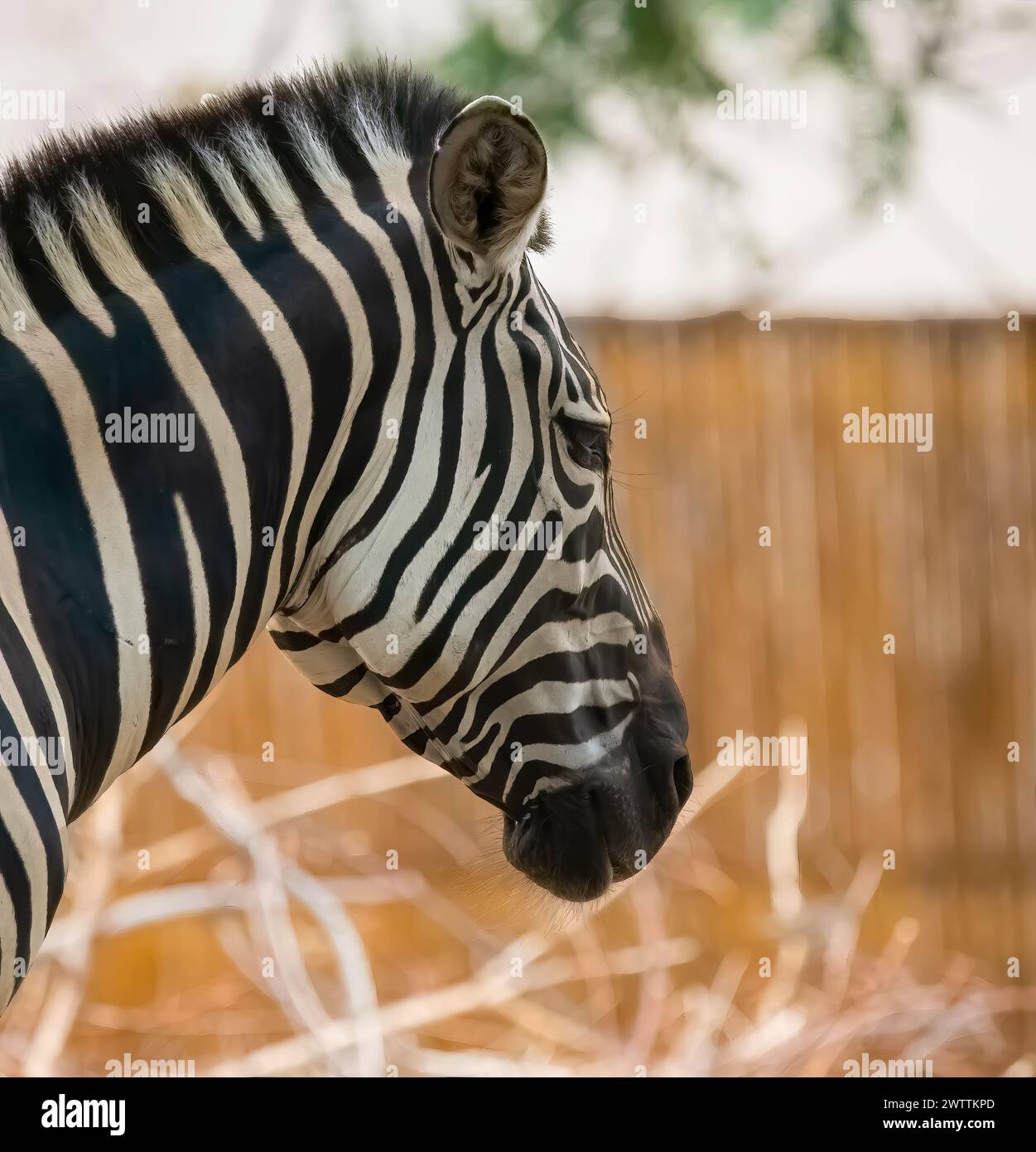 Primo piano profilo di una zebra nella sua penna in una giornata estiva al Como Park Zoo and Conservatory di St. Paul, Minnesota USA. Foto Stock