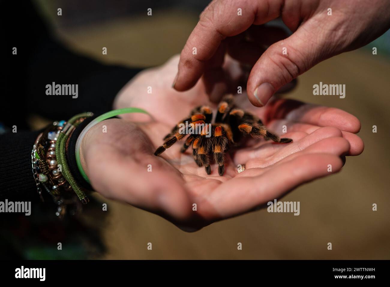 Laboratorio di artropodi tenuto dall'entomologo e divulgatore ambientale Sergi Romeu Valles all'acquario del fiume Saragozza, il più grande d'Europa Foto Stock